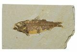 Fossil Fish (Knightia) - Green River Formation #237237-1